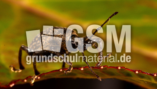 Kompakter Dickmaulrüssler (4).jpg